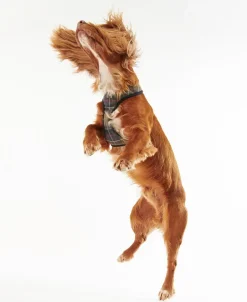 Barbour Tartan Dog Harness