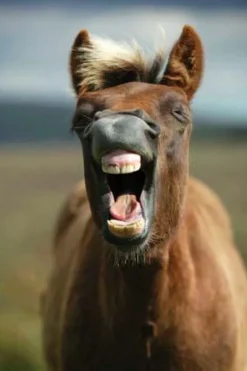 Dartmoor Pony Notecards by Charles Sainsbury-Plaice