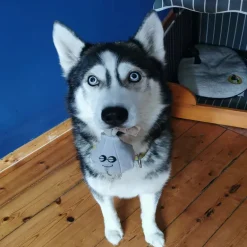 Green & Wild's Gary The Garlic Eco Dog Toy