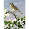 Greeting Card - Song Thrush & Apple Blossom by Dick Twinney
