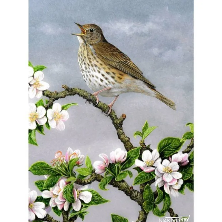 Greeting Card - Song Thrush & Apple Blossom by Dick Twinney