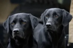 Greeting Card - Working Dogs by Charles Sainsbury-Plaice