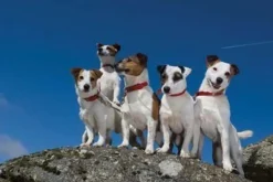 Greeting Card - Working Dogs by Charles Sainsbury-Plaice