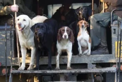 Greeting Card - Working Dogs by Charles Sainsbury-Plaice