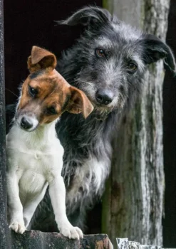 Greeting Card - Working Dogs by Charles Sainsbury-Plaice