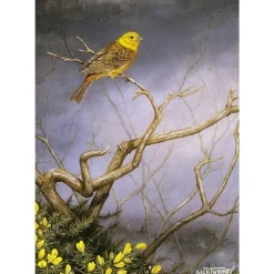 Greeting Card - Yellowhammer & Gorse by Dick Twinney