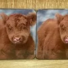 Highland Calf Coaster Pack Of 6