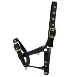 HY Foal Headcollar