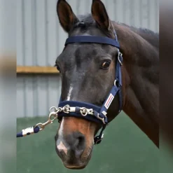 John Whitaker Lunge Cavasson