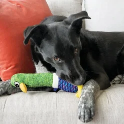 Kong Shakers Cuckoos Assorted Characters