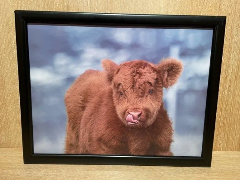 Lap Tray Highland Calf