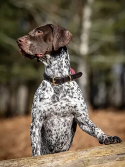 Lemieux Ascot Rope Dog Collar