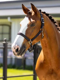 LeMieux Essential Yard Headcollar
