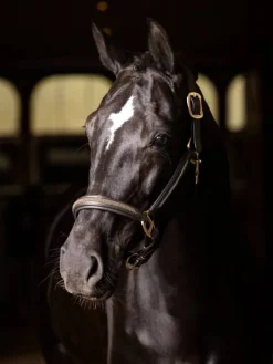 LeMieux Leather Crystal Headcollar