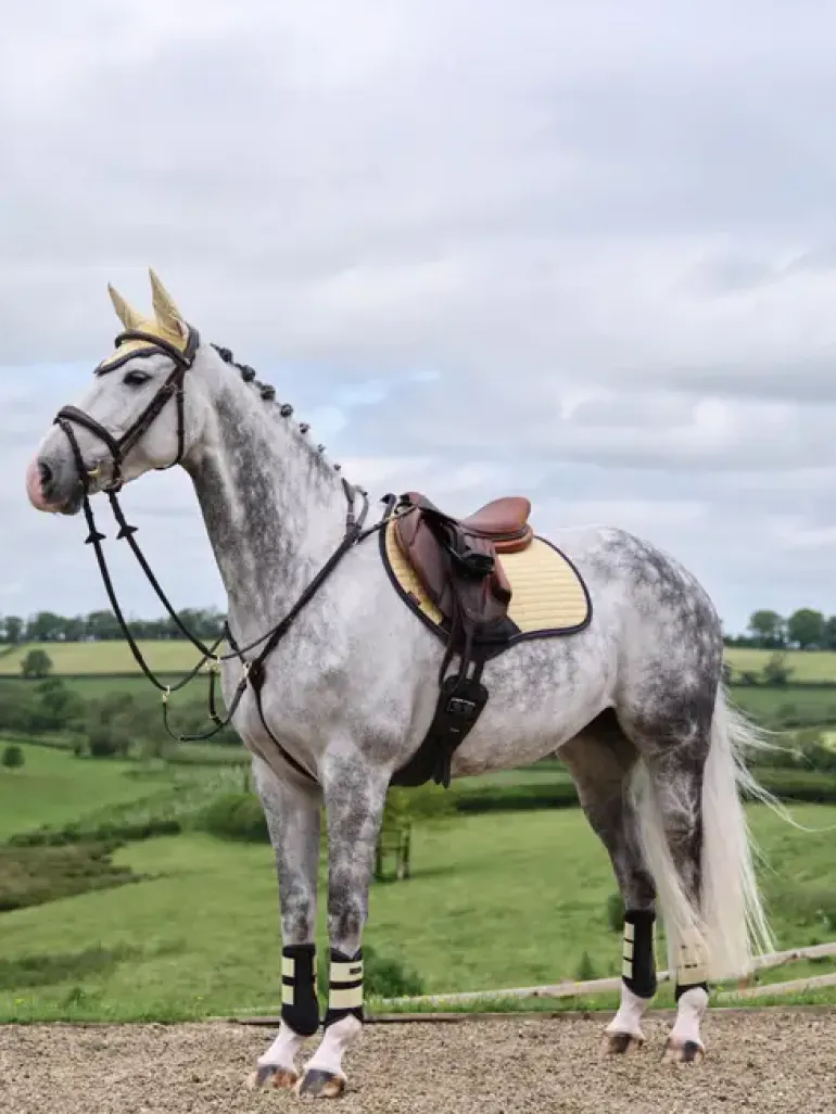 LeMieux Suede Close Contact Square SS25