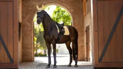 LeMieux Suede Dressage Square SS25