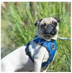 Pet London Trek Harness A