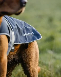 Reincoat Dog