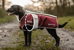 Reincoat Dog