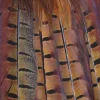 Shoot Game Cards - Pheasant Tail Feathers by Charles Sainsbury-Plaice